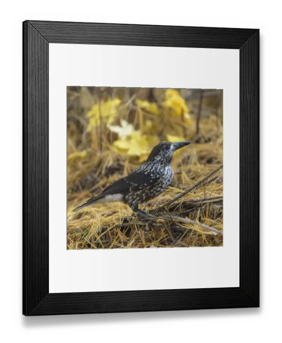 Framed Print : Spotted nutcracker (Nucifraga caryocatactes) searching for seeds on forest floor, Finland. October Framed Print : Spotted nutcracker (Nucifraga caryocatactes) searching for seeds on forest floor, Finland. October