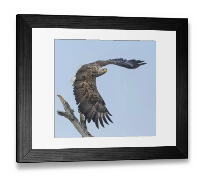 Framed Print : Adult White-tailed eagle (Haliaeetus albicilla) taking off from its perch, Finland. July Framed Print : Adult White-tailed eagle (Haliaeetus albicilla) taking off from its perch, Finland. July