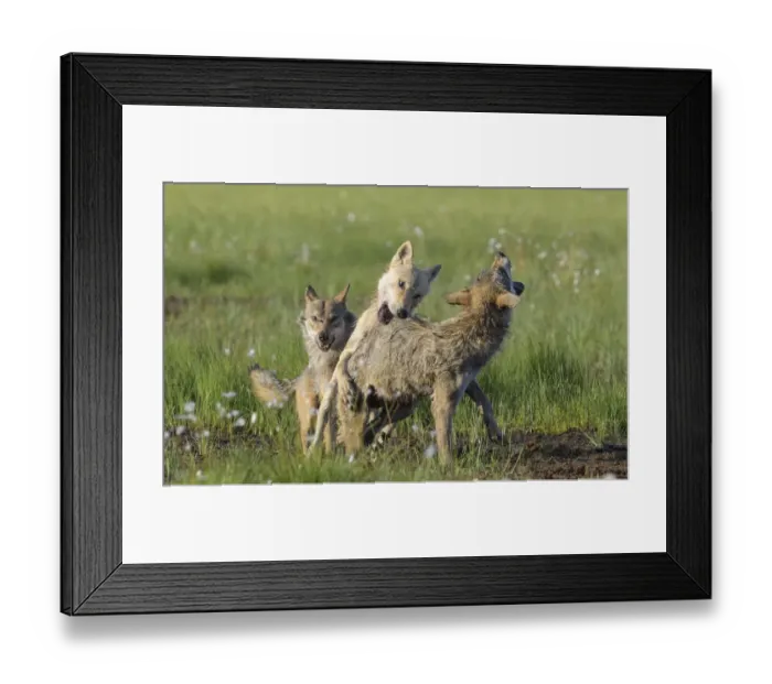 Framed Print : Alpha male Grey wolf (Canis lupus) biting angry young wolf to assert dominance, Finland. July Framed Print : Alpha male Grey wolf (Canis lupus) biting angry young wolf to assert dominance, Finland. July