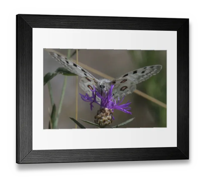 Framed Print : Male Mountain apollo butterfly (Parnassius apollo) nectaring on wildflower, Finland. July Framed Print : Male Mountain apollo butterfly (Parnassius apollo) nectaring on wildflower, Finland. July