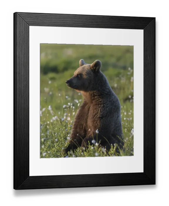 Framed Print : Young Brown bear (Ursus arctos) sitting in meadow, Finland. July Framed Print : Young Brown bear (Ursus arctos) sitting in meadow, Finland. July