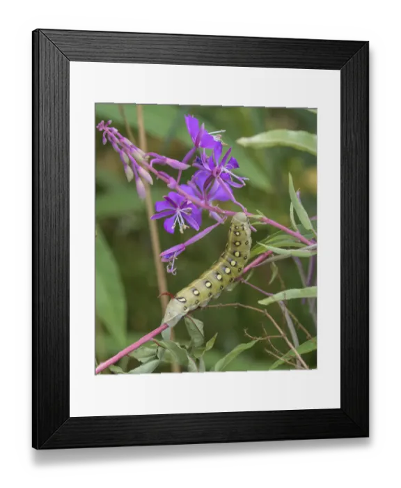 Framed Print : Bedstraw hawkmoth (Hyles gallii) caterpillar on Rosebay willowherb (Chamaenerion angustifolium), Finland. July Framed Print : Bedstraw hawkmoth (Hyles gallii) caterpillar on Rosebay willowherb (Chamaenerion angustifolium), Finland. July