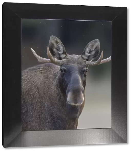 Male Moose (Alces alces) with antlers, portrait, Finland. September