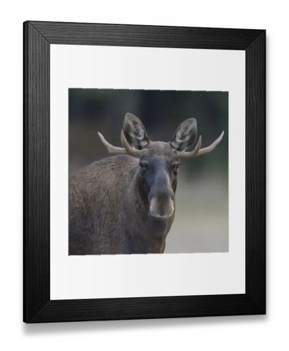 Framed Print : Male Moose (Alces alces) with antlers, portrait, Finland. September Framed Print : Male Moose (Alces alces) with antlers, portrait, Finland. September