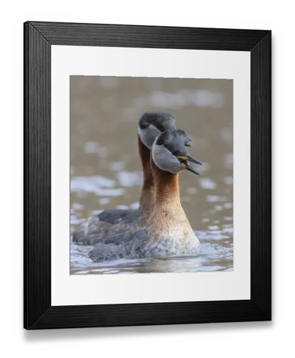 Framed Print : Pair of adult Red-necked grebe (Podiceps grisegena) calling, Finland. May Framed Print : Pair of adult Red-necked grebe (Podiceps grisegena) calling, Finland. May