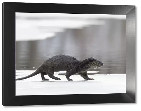 Eurasian otter (Lutra lutra) walking over partly frozen lake, Finland. March