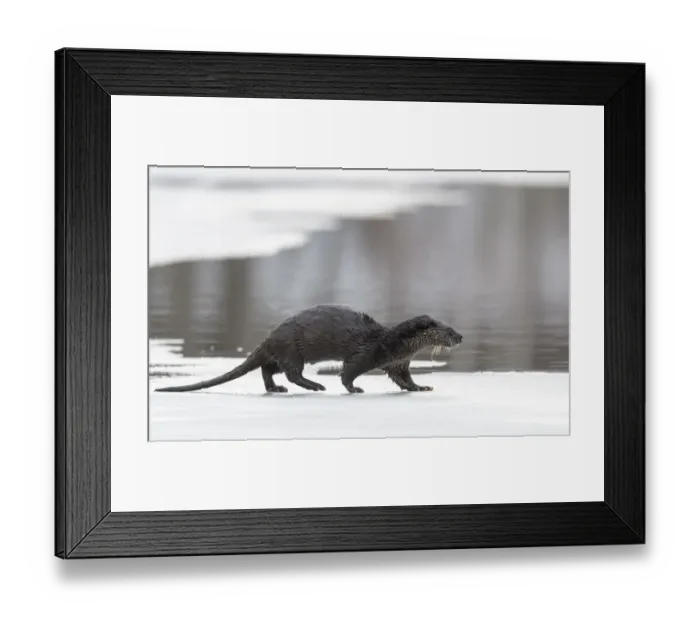 Framed Print : Eurasian otter (Lutra lutra) walking over partly frozen lake, Finland. March Framed Print : Eurasian otter (Lutra lutra) walking over partly frozen lake, Finland. March