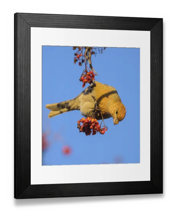Framed Print : Pine grosbeak (Pinicola enucleator) eating Rowan (Sorbus aucuparia) berries, Finland. November Framed Print : Pine grosbeak (Pinicola enucleator) eating Rowan (Sorbus aucuparia) berries, Finland. November