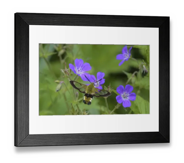 Framed Print : Broad-bordered bee hawk-moth (Hemaris fuciformis) nectaring from Wood cranesbill (Geranium sylvaticum), Finland. June