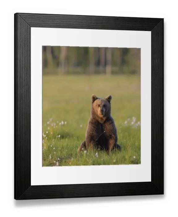 Framed Print : Young Brown bear (Ursus arctos) sitting in meadow looking at photographer, Finland. July Framed Print : Young Brown bear (Ursus arctos) sitting in meadow looking at photographer, Finland. July