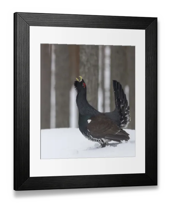 Framed Print : Male Western capercaillie (Tetrao urogallus) calling during lek mating, Finland. March Framed Print : Male Western capercaillie (Tetrao urogallus) calling during lek mating, Finland. March