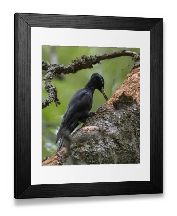 Framed Print : Female Black woodpecker (Dryocopus martius), pecking at tree trunk, Finland. September