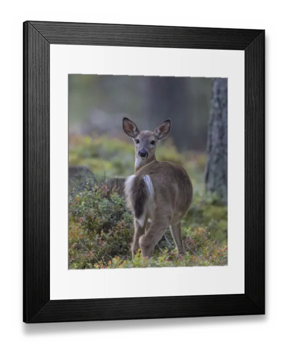 Framed Print : Young White-tailed deer (Odocoileus virginianus), alert, looking back towards photographer, Finland. September Framed Print : Young White-tailed deer (Odocoileus virginianus), alert, looking back towards photographer, Finland. September
