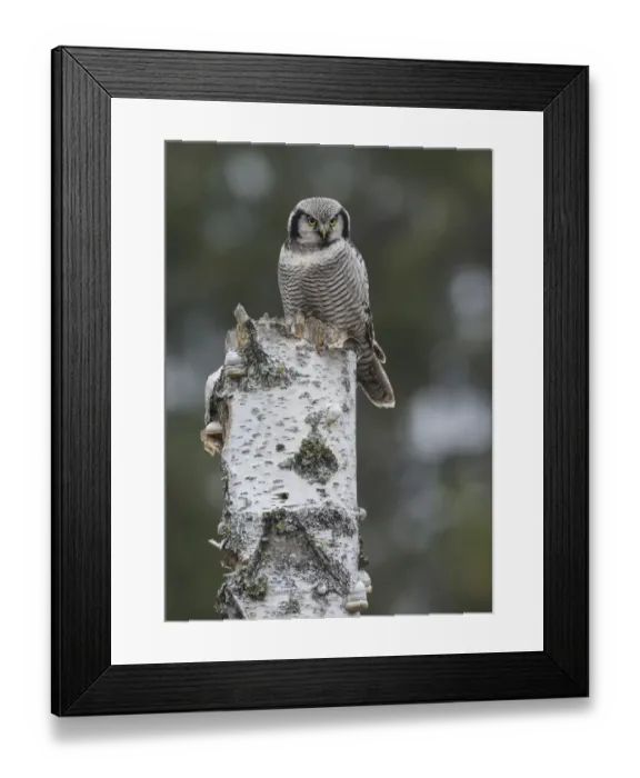 Framed Print : Northern hawk-owl (Surnia ulula), often day active, resting on tree stump, Finland. October Framed Print : Northern hawk-owl (Surnia ulula), often day active, resting on tree stump, Finland. October