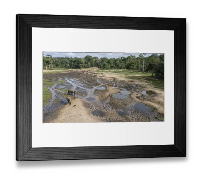 Framed Print : Drone aerial view of group of African forest elephants (Loxodonta cyclotis) searching for mineral salts in Dzanga-Sangha National Park, Central African Republic Framed Print : Drone aerial view of group of African forest elephants (Loxodonta cyclotis) searching for mineral salts in Dzanga-Sangha National Park, Central African Republic