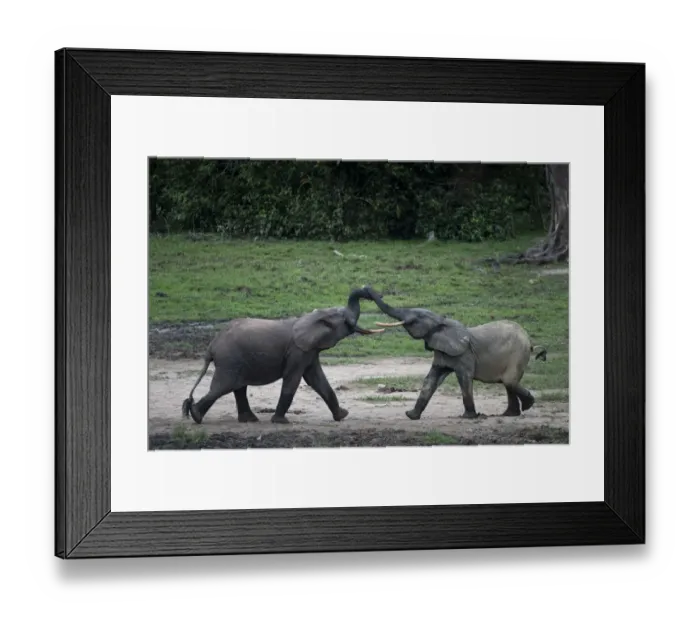 Framed Print : Two young male African forest elephants (Loxodonta cyclotis) fighting over small pool of water in Dzanga-Sangha National Park, Central African Republic