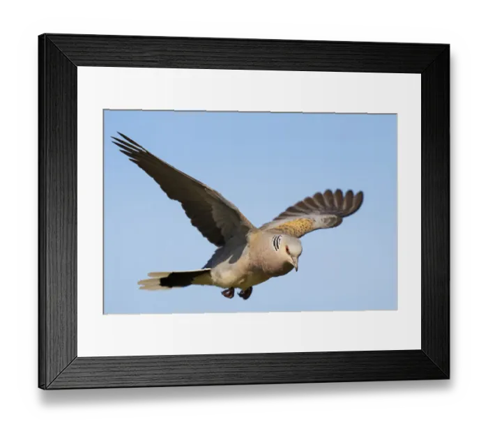 Framed Print : European turtle dove (Streptopelia turtur) in flight, Pusztaszer reserve, Hungary. May Framed Print : European turtle dove (Streptopelia turtur) in flight, Pusztaszer reserve, Hungary. May