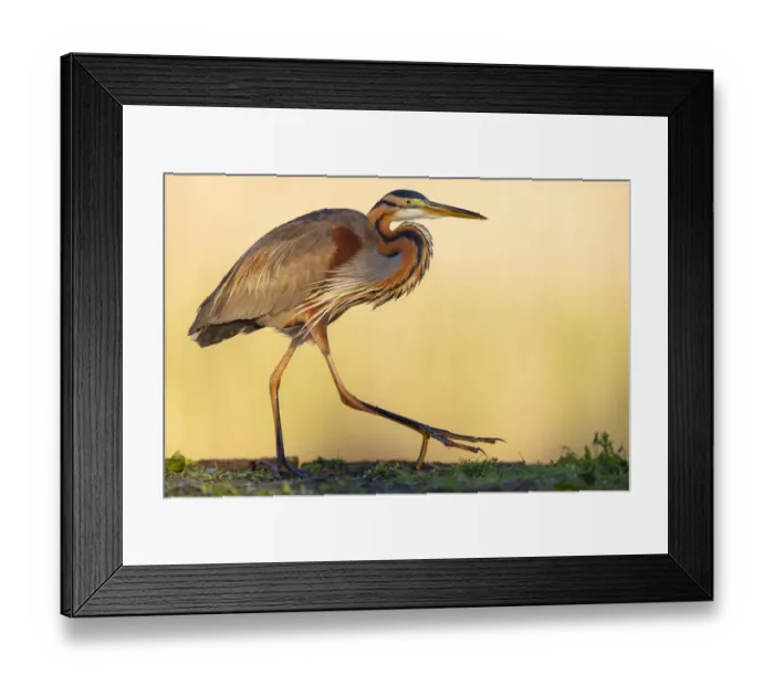 Framed Print : Purple heron (Ardea purpurea) walking along waters edge in early morning light, Pusztaszer reserve, Hungary. May