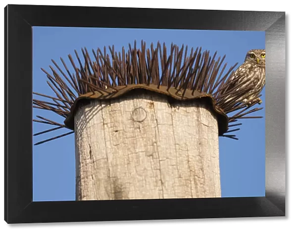 Little owl (Athene noctua) perched on spikes that are used to deter birds, Pusztaszer reserve, Hungary. May