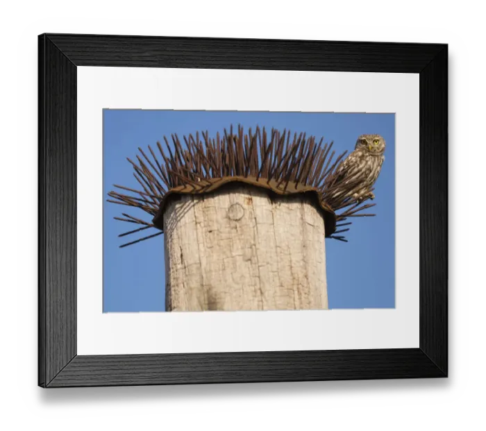 Framed Print : Little owl (Athene noctua) perched on spikes that are used to deter birds, Pusztaszer reserve, Hungary. May Framed Print : Little owl (Athene noctua) perched on spikes that are used to deter birds, Pusztaszer reserve, Hungary. May