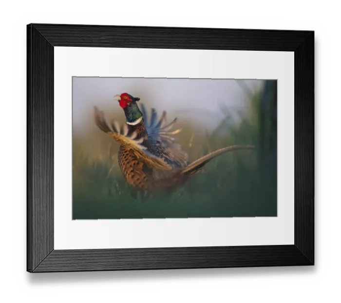 Framed Print : Common pheasant (Phasianus colchicus) male flapping wings and calling, Pusztaszer reserve, Hungary. May Framed Print : Common pheasant (Phasianus colchicus) male flapping wings and calling, Pusztaszer reserve, Hungary. May