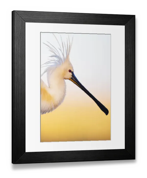 Framed Print : Eurasian spoonbill (Platalea leucorodia), portrait, Pusztaszer reserve, Hungary. May Framed Print : Eurasian spoonbill (Platalea leucorodia), portrait, Pusztaszer reserve, Hungary. May