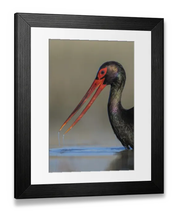 Framed Print : Black stork (Ciconia nigra), portrait, Pusztaszer reserve, Hungary. May