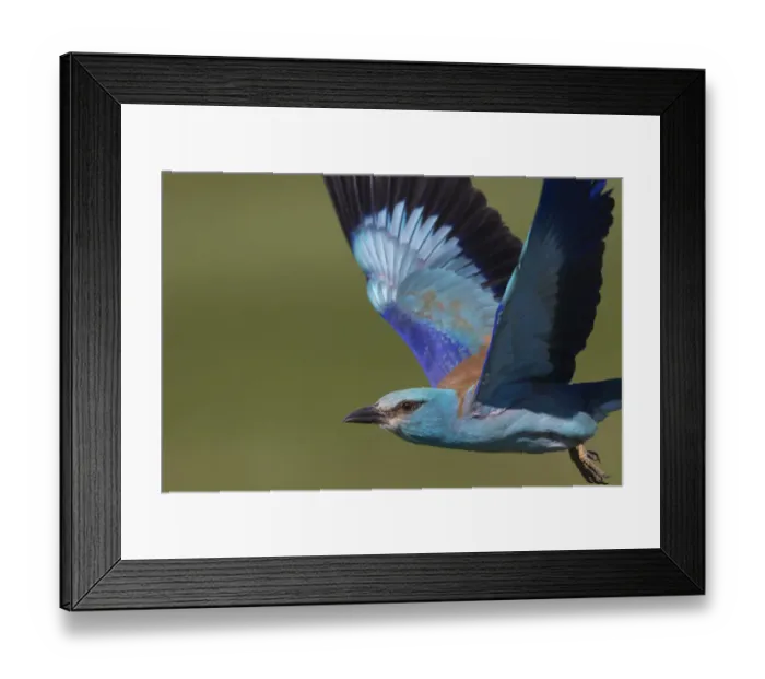 Framed Print : European roller (Coracias garrulus) in flight, Pusztaszer reserve, Hungary. May Framed Print : European roller (Coracias garrulus) in flight, Pusztaszer reserve, Hungary. May