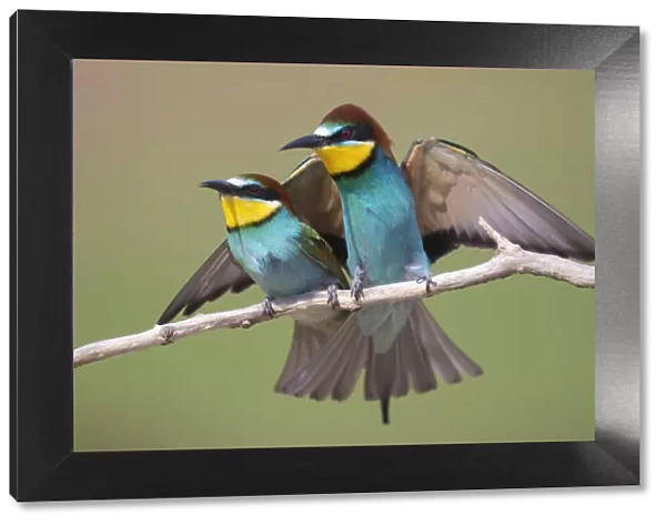 Pair of Eurasian bee-eaters (Merops apiaster) perched on branch, Pusztaszer reserve, Hungary. May