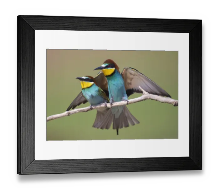 Framed Print : Pair of Eurasian bee-eaters (Merops apiaster) perched on branch, Pusztaszer reserve, Hungary. May Framed Print : Pair of Eurasian bee-eaters (Merops apiaster) perched on branch, Pusztaszer reserve, Hungary. May