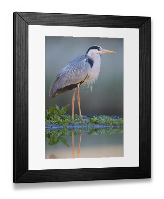 Framed Print : Grey heron (Ardea cinerea) standing at waters edge, Pusztaszer reserve, Hungary. May Framed Print : Grey heron (Ardea cinerea) standing at waters edge, Pusztaszer reserve, Hungary. May