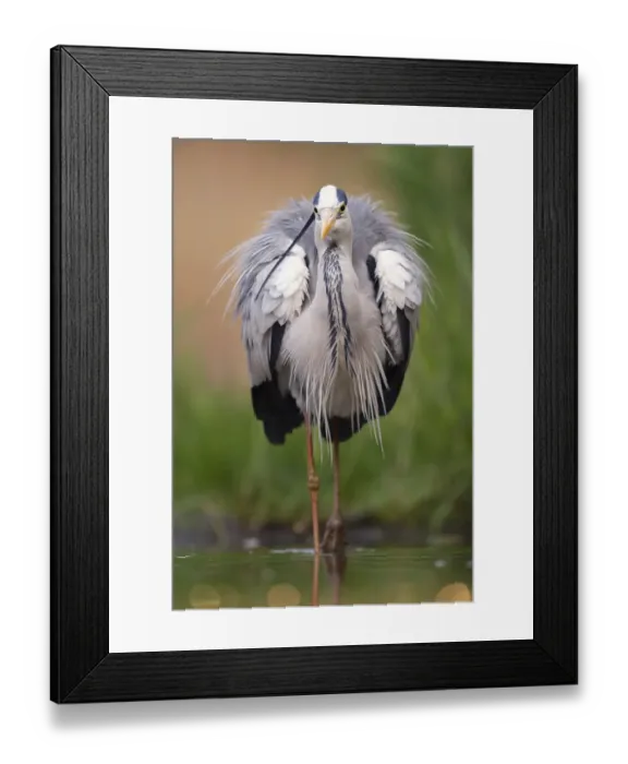 Framed Print : Grey heron (Ardea cinerea) wading in shallow water, Pusztaszer reserve, Hungary. May Framed Print : Grey heron (Ardea cinerea) wading in shallow water, Pusztaszer reserve, Hungary. May