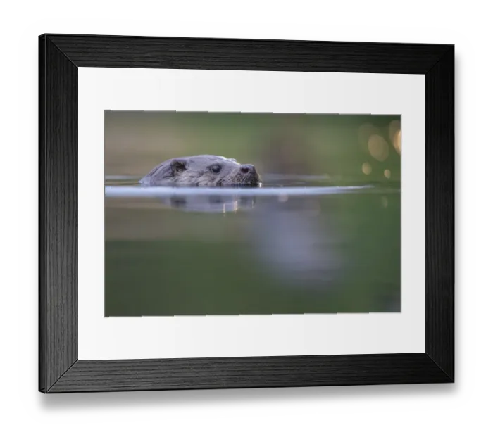 Framed Print : Eurasian otter (Lutra lutra) swimming, Pusztaszer reserve, Hungary. May Framed Print : Eurasian otter (Lutra lutra) swimming, Pusztaszer reserve, Hungary. May
