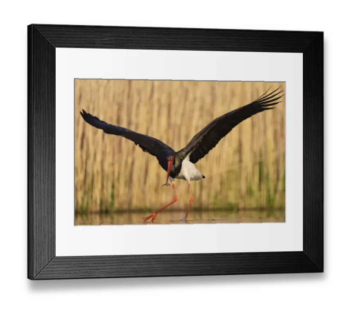 Framed Print : Black stork (Ciconia nigra) fishing, Pusztaszer reserve, Hungary. May Framed Print : Black stork (Ciconia nigra) fishing, Pusztaszer reserve, Hungary. May