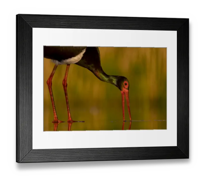 Framed Print : Black stork (Ciconia nigra) foraging in shallow water, Pusztaszer reserve, Hungary. May Framed Print : Black stork (Ciconia nigra) foraging in shallow water, Pusztaszer reserve, Hungary. May