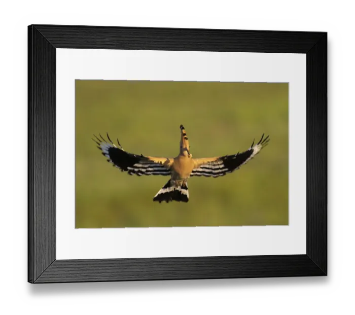 Framed Print : Eurasian hoopoe (Upupa epops) in flight with a grub in its beak, Pusztaszer reserve, Hungary. May Framed Print : Eurasian hoopoe (Upupa epops) in flight with a grub in its beak, Pusztaszer reserve, Hungary. May