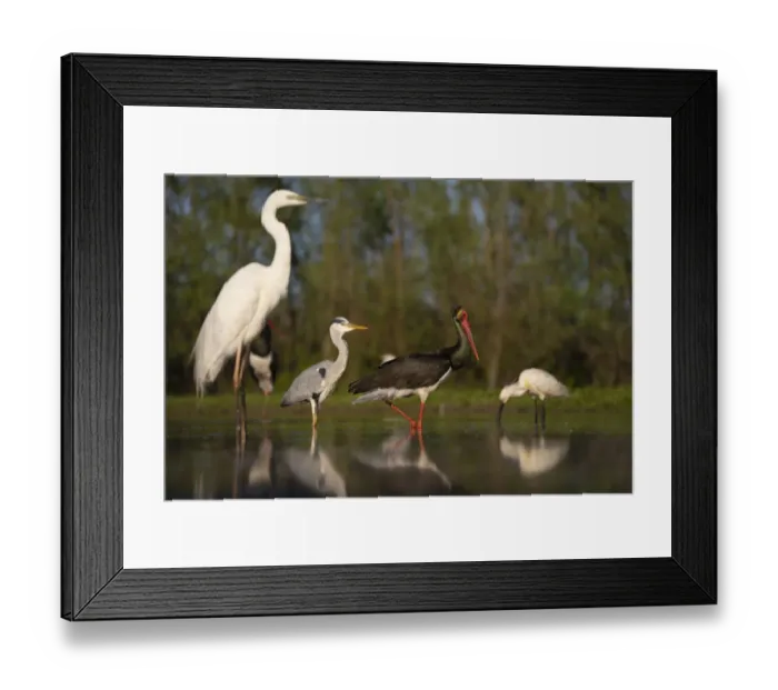 Framed Print : Black stork (Ciconia nigra), Great white heron (Ardea alba), Grey heron (Ardea cinerea) and Eurasian spoonbill (Platalea leucorodia) standing in shallow water, Pusztaszer reserve, Hungary. May Framed Print : Black stork (Ciconia nigra), Great white heron (Ardea alba), Grey heron (Ardea cinerea) and Eurasian spoonbill (Platalea leucorodia) standing in shallow water, Pusztaszer reserve, Hungary. May