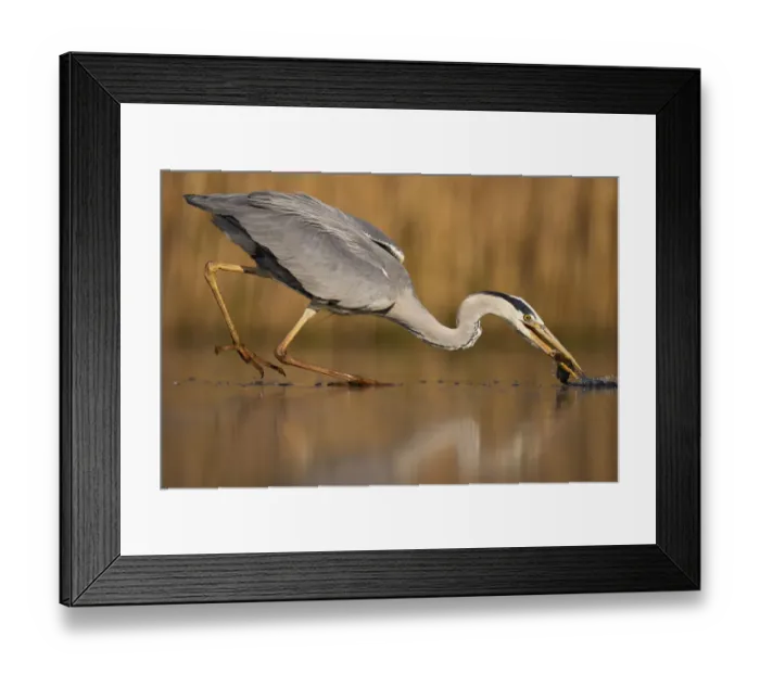 Framed Print : Grey heron (Ardea cinerea) fishing in shallow water, Pusztaszer reserve, Hungary. May Framed Print : Grey heron (Ardea cinerea) fishing in shallow water, Pusztaszer reserve, Hungary. May