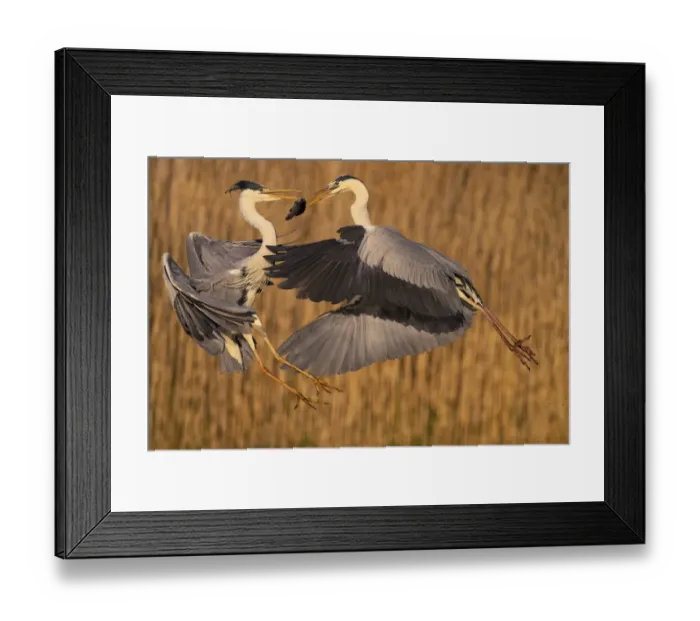 Framed Print : Two Grey heron (Ardea cinerea) fighting over a fish, Pusztaszer reserve, Hungary. May Framed Print : Two Grey heron (Ardea cinerea) fighting over a fish, Pusztaszer reserve, Hungary. May