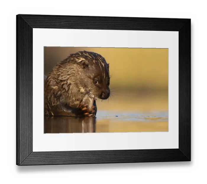 Framed Print : Eurasian otter (Lutra lutra) feeding on fish in shallow water, Pusztaszer reserve, Hungary. May Framed Print : Eurasian otter (Lutra lutra) feeding on fish in shallow water, Pusztaszer reserve, Hungary. May