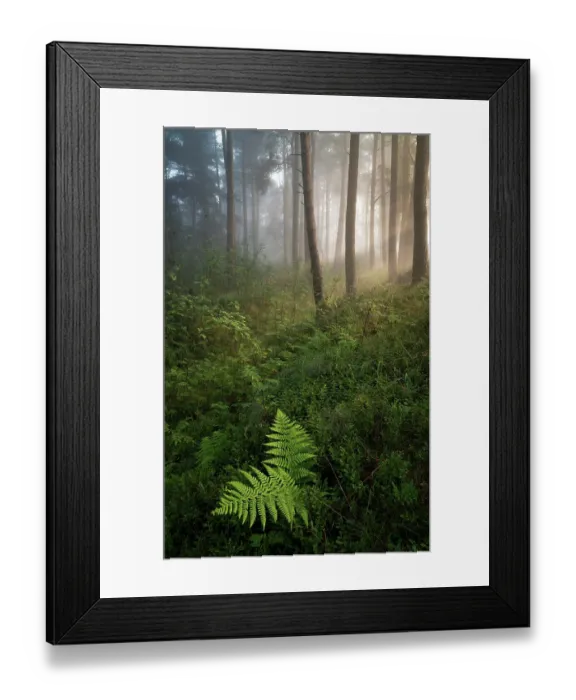 Framed Print : Early morning sunlight through trees hits the forest floor during a temperature inversion, Kippen Muir, Stirling, Scotland. August, 2020 Framed Print : Early morning sunlight through trees hits the forest floor during a temperature inversion, Kippen Muir, Stirling, Scotland. August, 2020