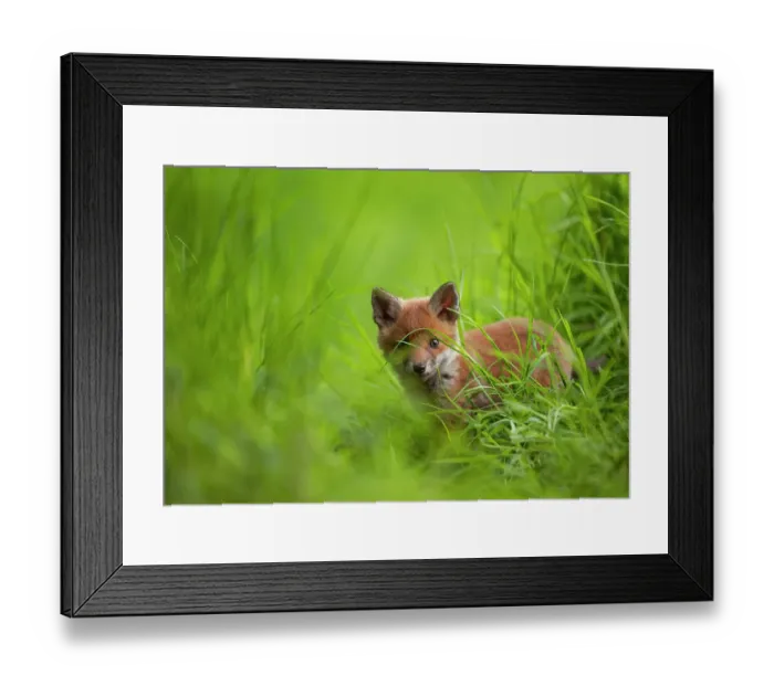 Framed Print : Red fox (Vulpes vulpes) cub cautiously exploring the field margins close to its den, Derbyshire, UK Framed Print : Red fox (Vulpes vulpes) cub cautiously exploring the field margins close to its den, Derbyshire, UK