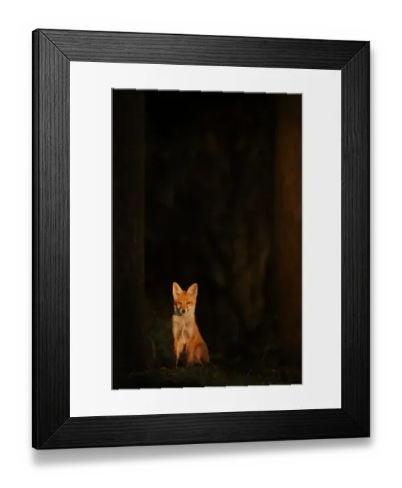 Framed Print : Red fox (Vulpes vulpes) cub sitting in the forest in a ray of golden evening sunlight, Derbyshire, UK. June Framed Print : Red fox (Vulpes vulpes) cub sitting in the forest in a ray of golden evening sunlight, Derbyshire, UK. June