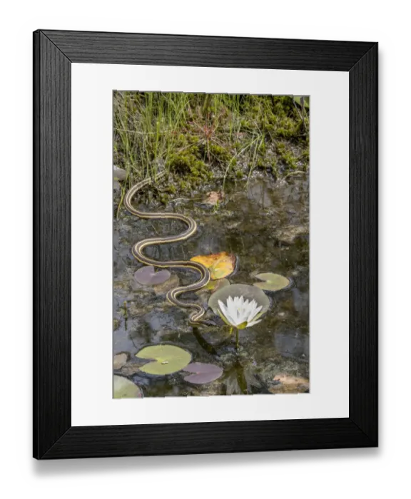 Framed Print : Ribbon snake (Thamnophis saurita) gliding over water surface towards a Fragrant water lily (Nymphaea odorata), Webbs Mill bog, Pinelands National Preserve, New Jersey, USA. August Framed Print : Ribbon snake (Thamnophis saurita) gliding over water surface towards a Fragrant water lily (Nymphaea odorata), Webbs Mill bog, Pinelands National Preserve, New Jersey, USA. August