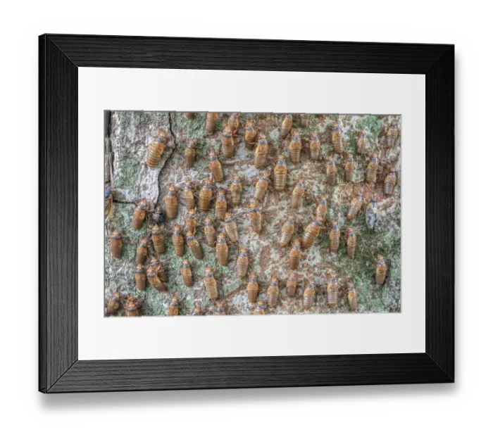 Framed Print : Hundreds of Periodical cicada (Magicicada sp. ) nymphs ascending a tree trunk to metmorphose, Princeton, New Jersey, USA. June Framed Print : Hundreds of Periodical cicada (Magicicada sp. ) nymphs ascending a tree trunk to metmorphose, Princeton, New Jersey, USA. June