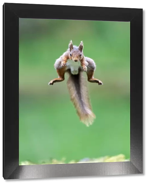 Red Squirrel (Sciurus vulgaris) jumping over moss covered rock, NorthYorkshire, UK. June, 2021