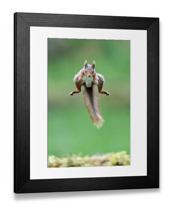Framed Print : Red Squirrel (Sciurus vulgaris) jumping over moss covered rock, NorthYorkshire, UK. June, 2021 Framed Print : Red Squirrel (Sciurus vulgaris) jumping over moss covered rock, NorthYorkshire, UK. June, 2021