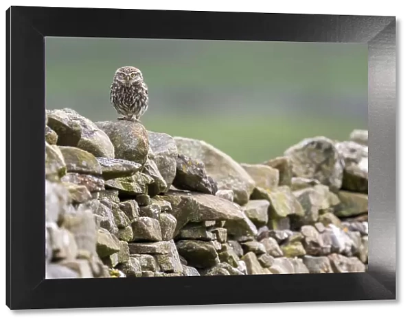 Little owl (Athene noctua) perched on a dry stone wall, NorthYorkshire, UK. June, 2021