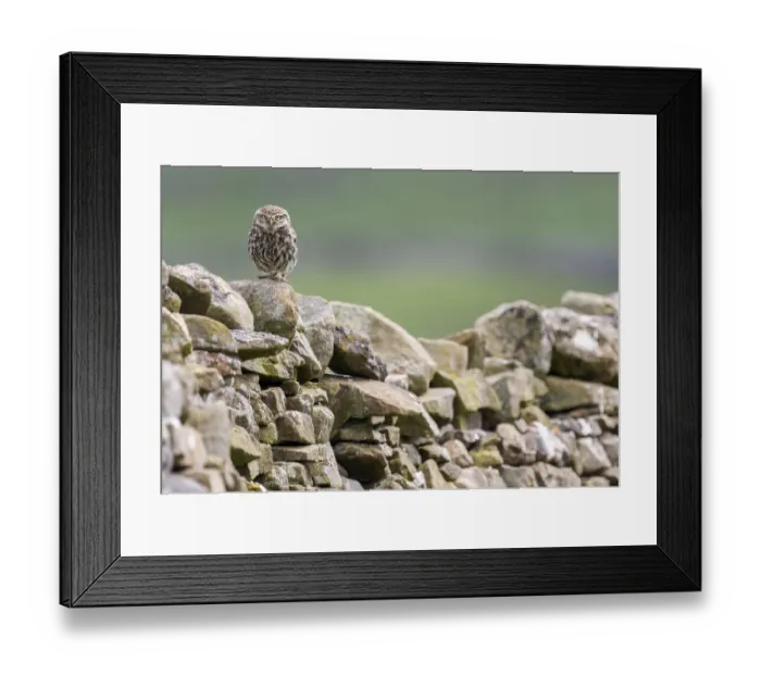 Framed Print : Little owl (Athene noctua) perched on a dry stone wall, NorthYorkshire, UK. June, 2021 Framed Print : Little owl (Athene noctua) perched on a dry stone wall, NorthYorkshire, UK. June, 2021