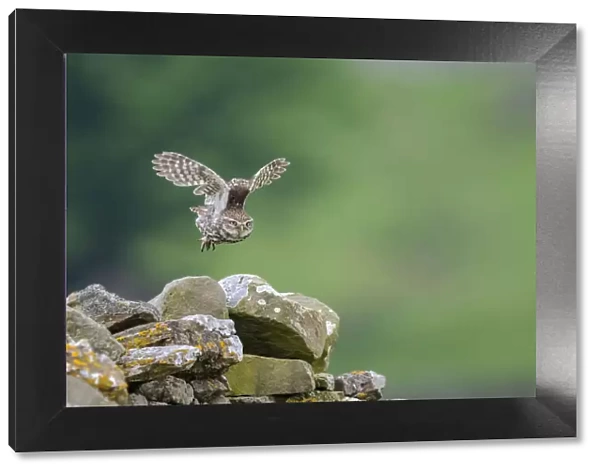 Little owl (Athene noctua) taking flight, NorthYorkshire, UK. June, 2021